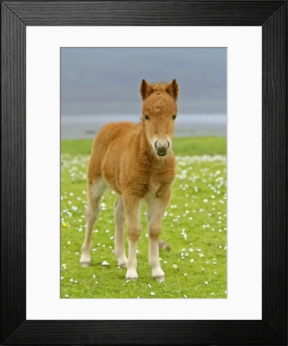 Framed Print : Skewbald Shetland Pony foal on pasture looking into camera Central Mainland, Shetland Isles, Scotland, UK Framed Print : Skewbald Shetland Pony foal on pasture looking into camera Central Mainland, Shetland Isles, Scotland, UK