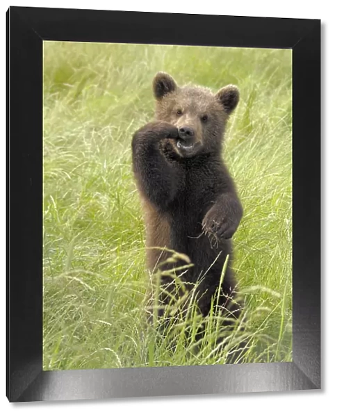 European Brown Bear - cub standing upright, Germany