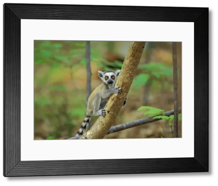 Framed Print : Ring-tailed Lemur - Young 3MP106 Framed Print : Ring-tailed Lemur - Young 3MP106