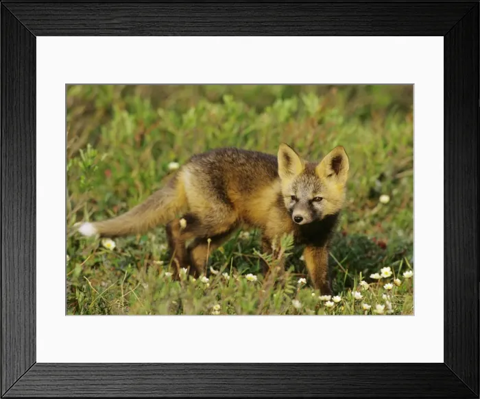 Framed Print : Red Fox - pup near densite in Alaska arctic. Pup has the coloration and markings of what is called a cross fox. MF688 Framed Print : Red Fox - pup near densite in Alaska arctic. Pup has the coloration and markings of what is called a cross fox. MF688
