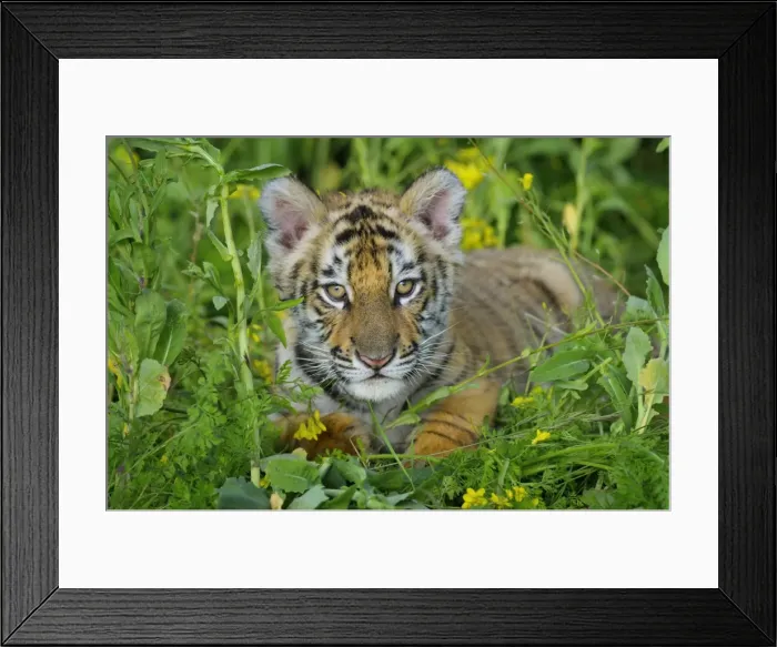 Framed Print : Bengal Tiger - cub, Endangered Species C3B2028