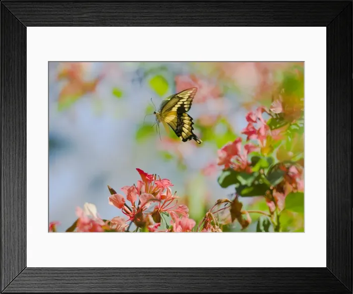 Framed Print : Giant Swallowtail Butterfly (Papilio cresphontes) Framed Print : Giant Swallowtail Butterfly (Papilio cresphontes)