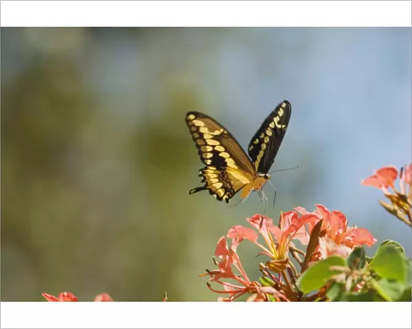 Giant Swallowtail Butterfly - about to land and nectar on flowers. _A2A8615