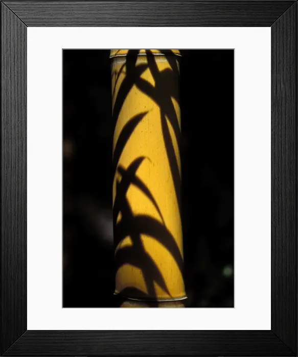 Framed Print : BAMBOO. PPG-1585. Bamboo - leaves shadow on a stubble Framed Print : BAMBOO. PPG-1585. Bamboo - leaves shadow on a stubble