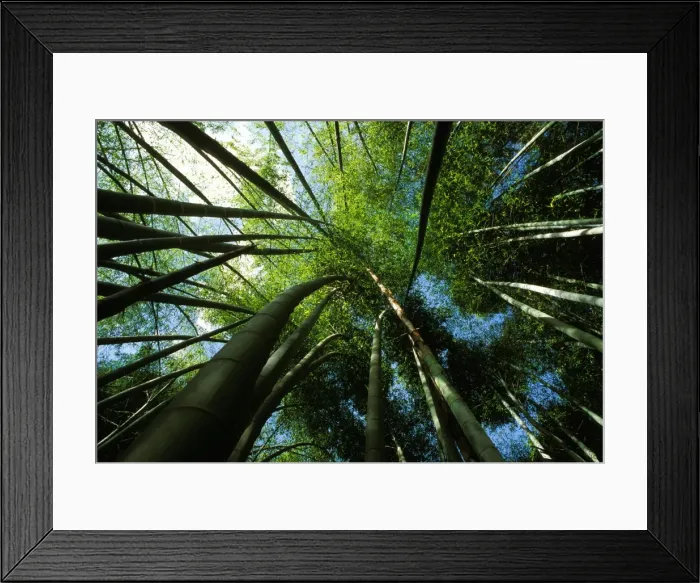 Framed Print : BAMBOO. PPG-1635. Bamboo - forest from below Framed Print : BAMBOO. PPG-1635. Bamboo - forest from below