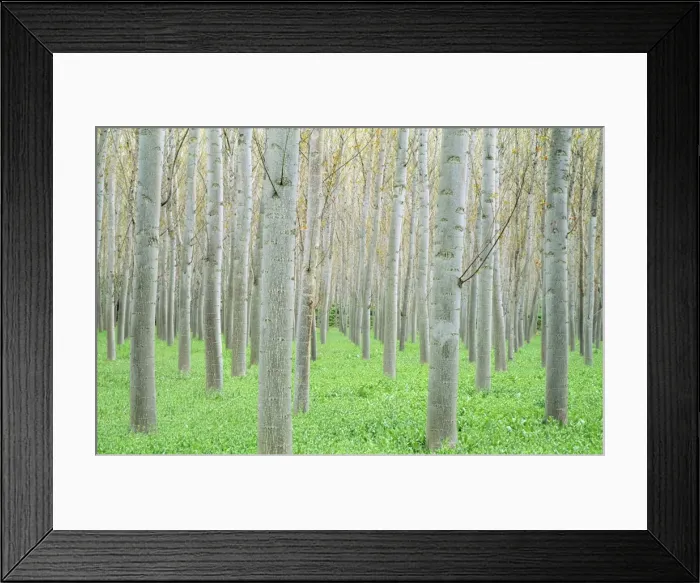 Framed Print : Poplar Tree - cultivated for timber province of Granada, Andalusia, Span Framed Print : Poplar Tree - cultivated for timber province of Granada, Andalusia, Span