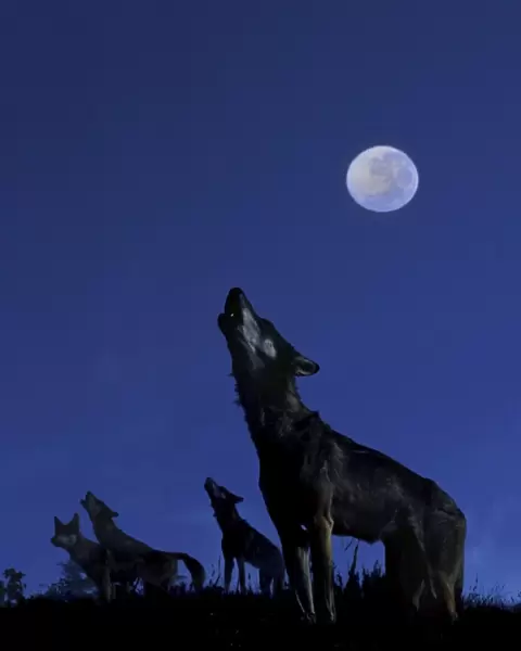 Wolves - Howling in moonlight