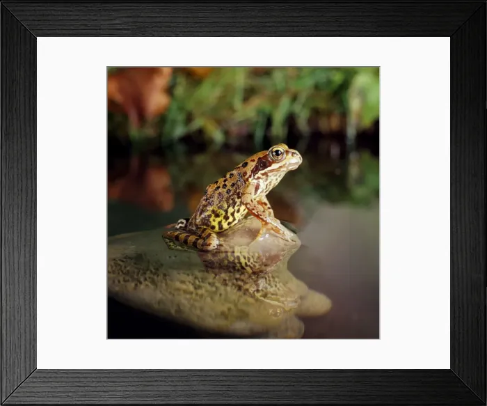 Framed Print : Common Frog Framed Print : Common Frog