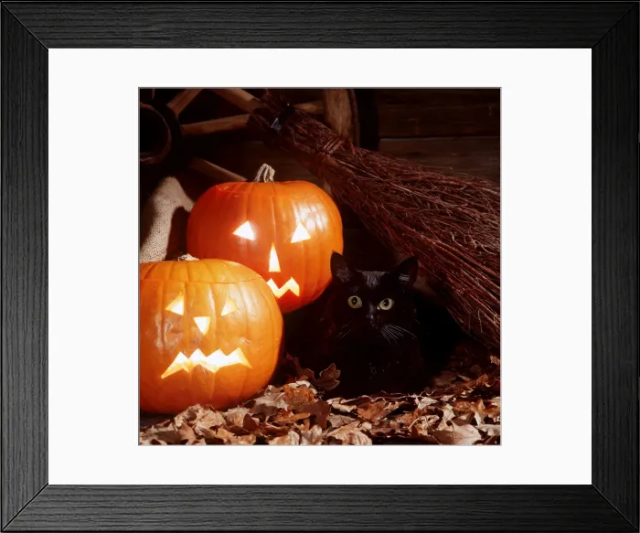 Framed Print : Black CAT - With Pumpkins Framed Print : Black CAT - With Pumpkins