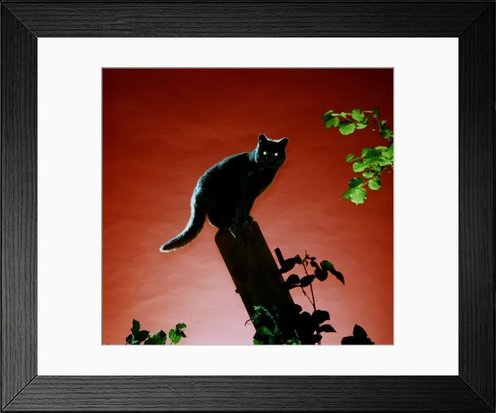 Framed Print : CAT ON FENCEPOST - NIGHT Framed Print : CAT ON FENCEPOST - NIGHT