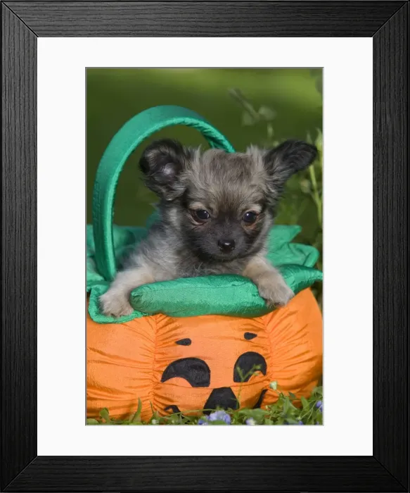 Framed Print : Dog - Tibetan Spaniel puppy in garden in pumpkin / Halloween basket Framed Print : Dog - Tibetan Spaniel puppy in garden in pumpkin / Halloween basket