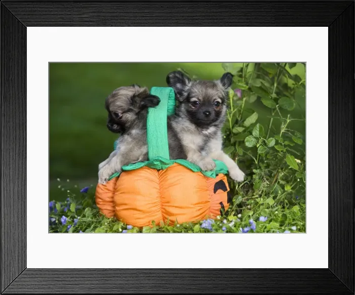Framed Print : Dog - Tibetan Spaniel puppies in garden in pumpkin / Halloween basket Framed Print : Dog - Tibetan Spaniel puppies in garden in pumpkin / Halloween basket