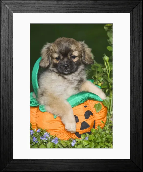 Framed Print : Dog - Tibetan Spaniel puppies in garden in pumpkin / Halloween basket Framed Print : Dog - Tibetan Spaniel puppies in garden in pumpkin / Halloween basket