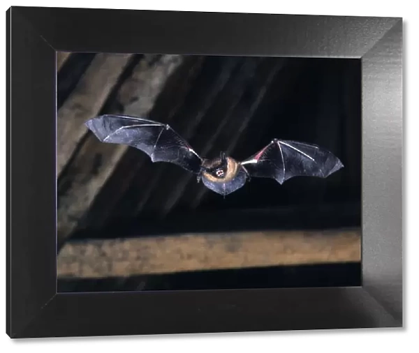 Serotine Bat - in flight