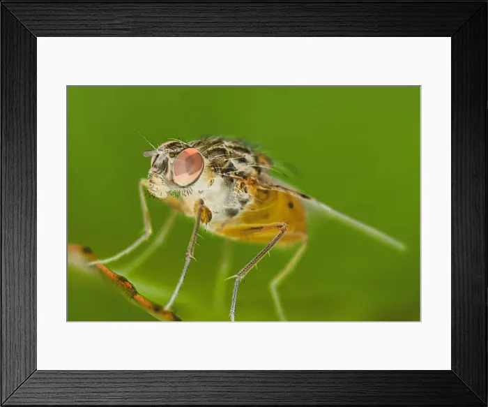 Framed Print : Muscidae Fly - Resting on leaf EM manipulated effect Framed Print : Muscidae Fly - Resting on leaf EM manipulated effect