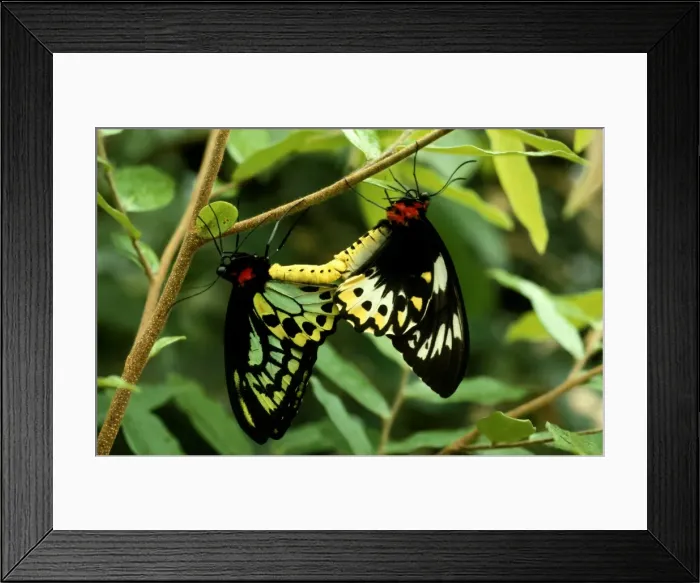 Framed Print : CLY02007. AUS-229. Cairns birdwing butterfly - mating Framed Print : CLY02007. AUS-229. Cairns birdwing butterfly - mating