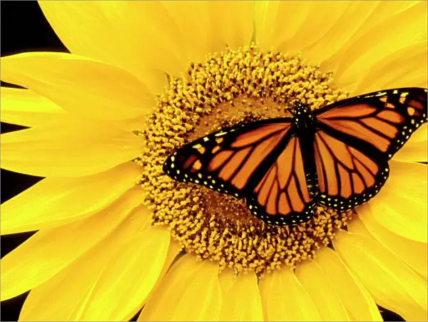 CLY02021. AUS-243. Wanderer  /  MONARCH  /  Milkweed Butterfly - female, on Sunflower 