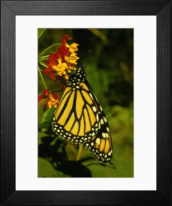 Framed Print : CLY02022. AUS-244. Wanderer / MONARCH / Milkweed Butterfly - female Framed Print : CLY02022. AUS-244. Wanderer / MONARCH / Milkweed Butterfly - female