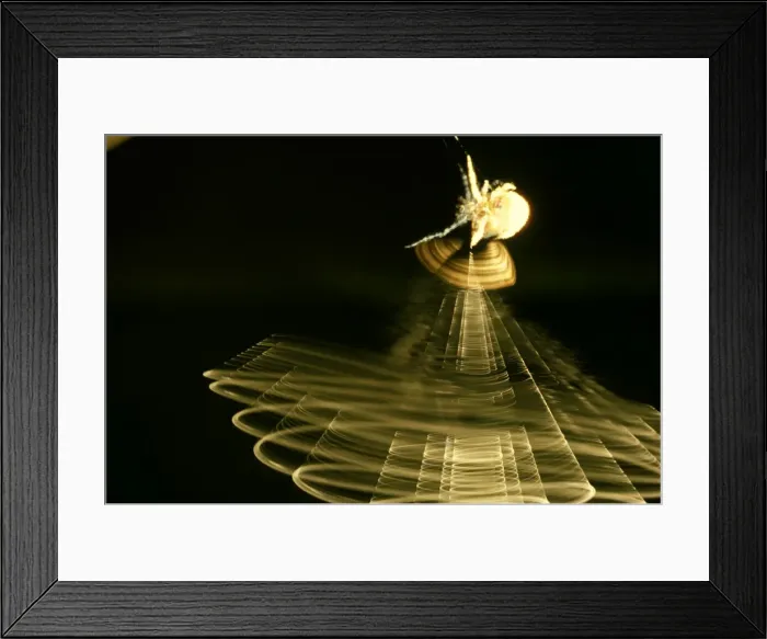 Framed Print : CLY02092. AUS-314. Magnificent spider - female swinging trapline on approach of moth Framed Print : CLY02092. AUS-314. Magnificent spider - female swinging trapline on approach of moth
