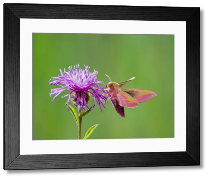 Framed Print : Elephant Hawkmoth - in flight on flower Bedfordshire UK 005775 Framed Print : Elephant Hawkmoth - in flight on flower Bedfordshire UK 005775