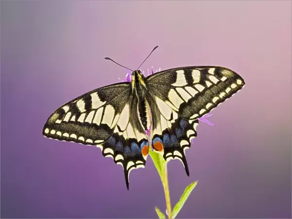 Swallowtail - on flower wings open 005761