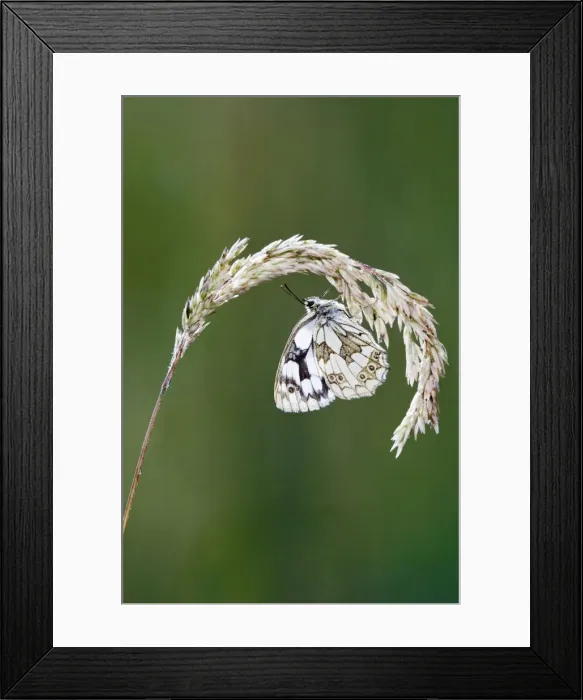 Framed Print : Marbled white - resting on grass wings closed Bedfordshire UK 005836 Framed Print : Marbled white - resting on grass wings closed Bedfordshire UK 005836