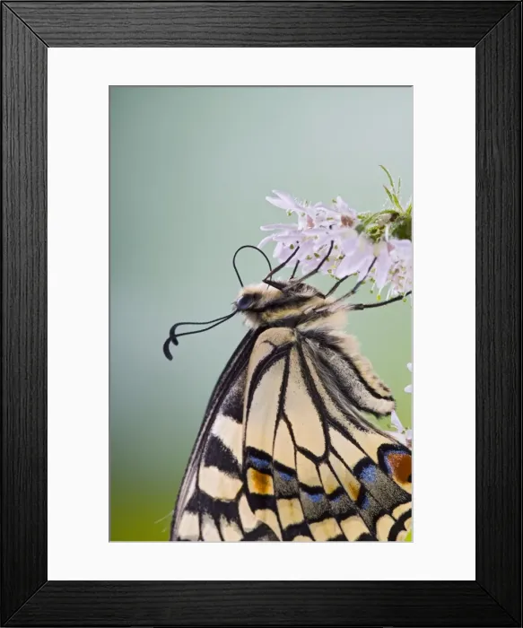 Framed Print : Swallowtail - on flower wings closed close up 005764 Framed Print : Swallowtail - on flower wings closed close up 005764