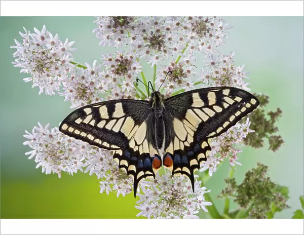 Swallowtail - on flower wings open 005763