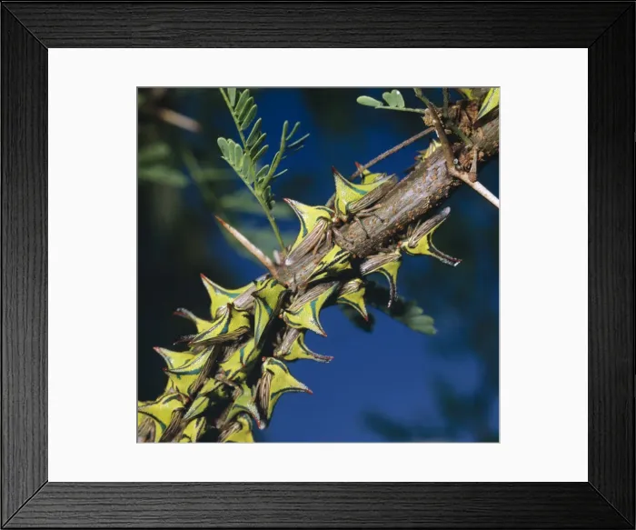 Framed Print : Thornbugs - group on branch Framed Print : Thornbugs - group on branch
