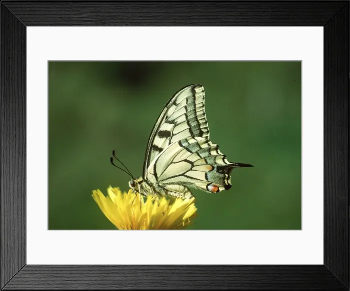 Framed Print : European Swallowtail BUTTERFLY - Male Framed Print : European Swallowtail BUTTERFLY - Male