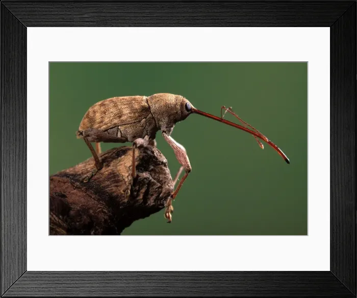 Framed Print : Elephant Weevil Europe Framed Print : Elephant Weevil Europe