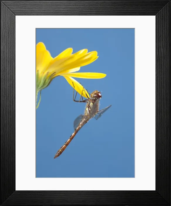 Framed Print : Common Darter on Flower UK Framed Print : Common Darter on Flower UK