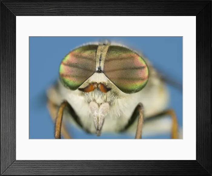 Framed Print : Hover Fly - showing head and eyes Norfolk UK Framed Print : Hover Fly - showing head and eyes Norfolk UK