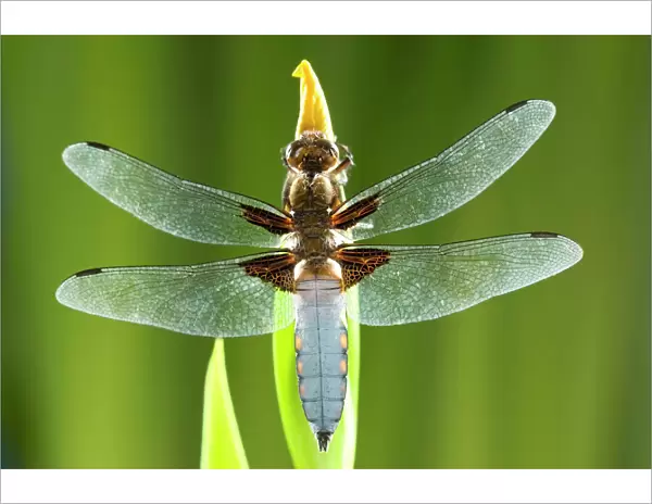 Broad Bodied Chaser Dragonfly - warming on Yellow Iris Norfolk UK
