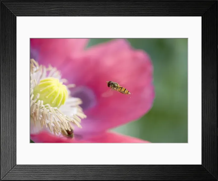 Framed Print : Hover Fly Approaching opium poppy Norfolk UK Framed Print : Hover Fly Approaching opium poppy Norfolk UK