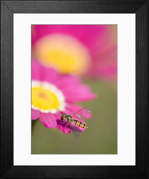 Framed Print : Hover Fly On marguerite daisy