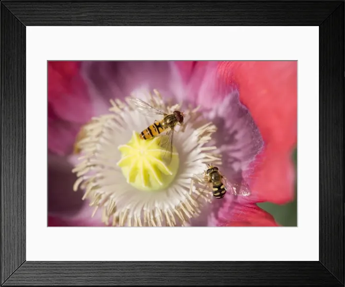 Framed Print : Opium Poppy Flower - With feeding Hover Flies - Norfolk UK Framed Print : Opium Poppy Flower - With feeding Hover Flies - Norfolk UK