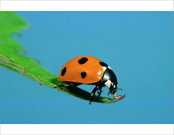 7-Spot Ladybird On leaf Norfolk UK