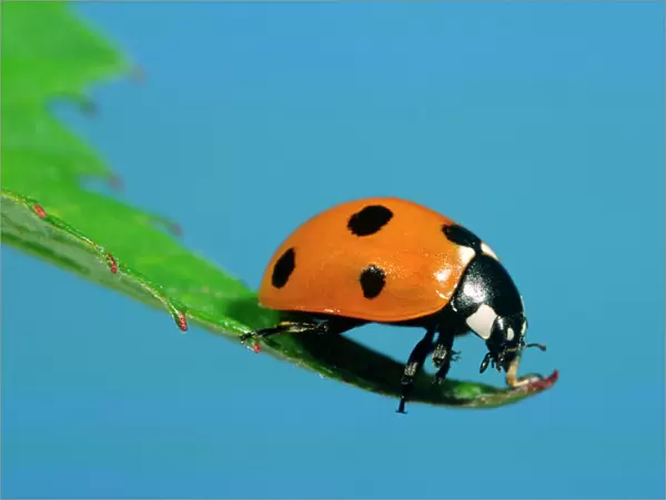 7-Spot Ladybird On leaf Norfolk UK