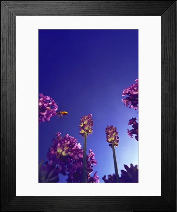 Framed Print : Hoverfly close to lavender flowers against deep blue sky very close steeply angled view from below Framed Print : Hoverfly close to lavender flowers against deep blue sky very close steeply angled view from below