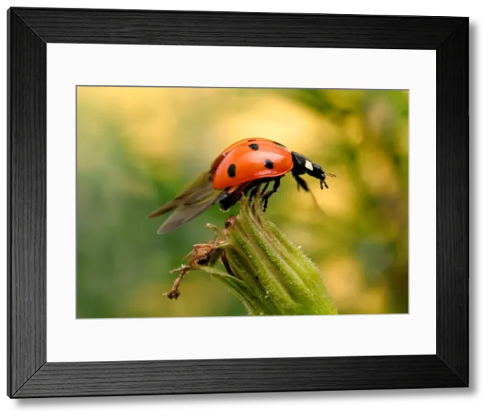 Framed Print : 7-Spot Ladybird - on flower Framed Print : 7-Spot Ladybird - on flower