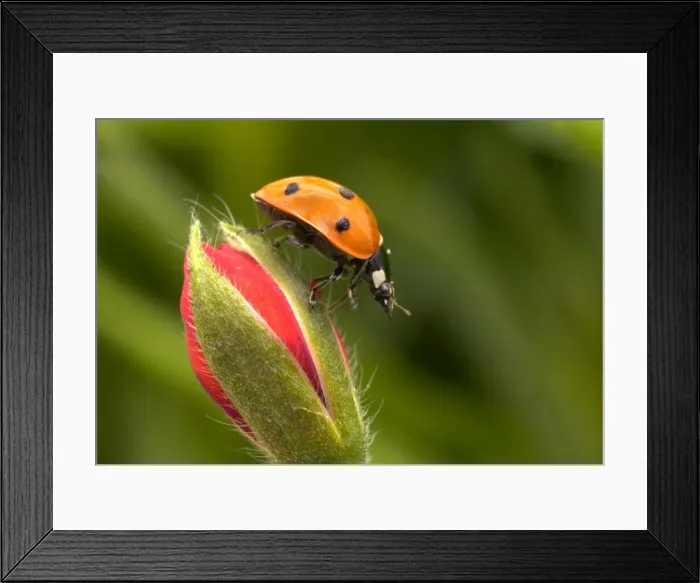 Framed Print : 7-Spot Ladybird - On flower Framed Print : 7-Spot Ladybird - On flower