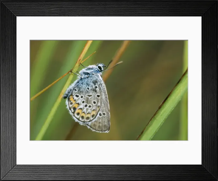 Framed Print : Idas Blue Butterfly Framed Print : Idas Blue Butterfly