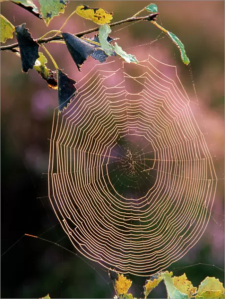 Spiders web  /  Cobweb in sunlight