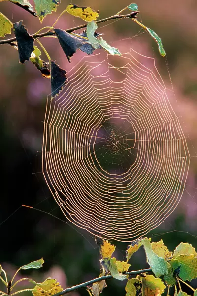 Spiders web  /  Cobweb in sunlight