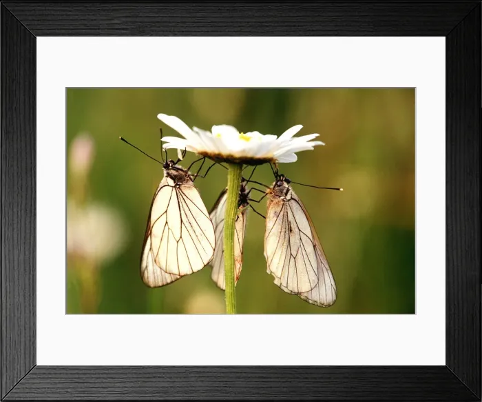 Framed Print : BLACK-VEINED WHITE BUTTERFLY - Three on flower Framed Print : BLACK-VEINED WHITE BUTTERFLY - Three on flower