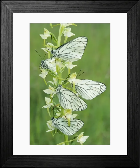 Framed Print : Black-Veined White Butterflies - x five on flower Framed Print : Black-Veined White Butterflies - x five on flower