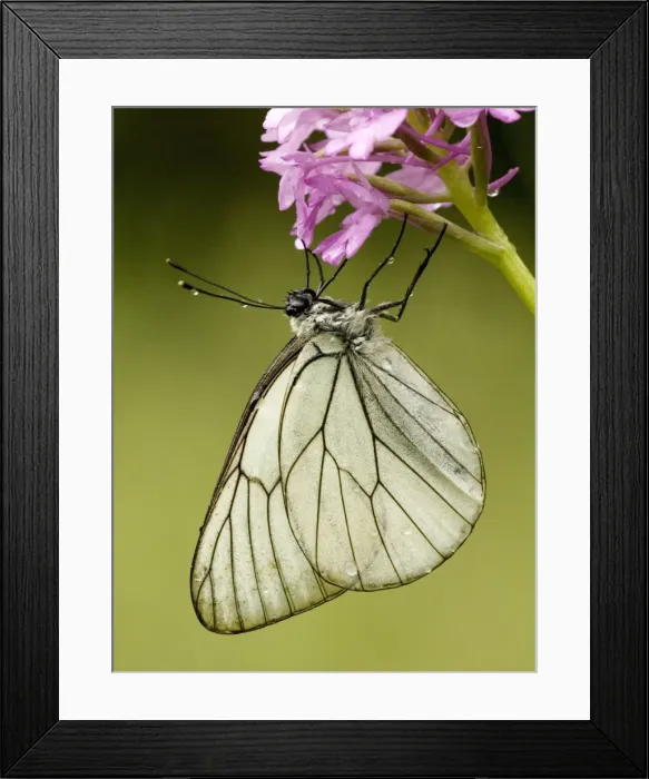 Framed Print : Black-veined white butterfly - on Pyramidal orchid, after rainstorm. Greece Framed Print : Black-veined white butterfly - on Pyramidal orchid, after rainstorm. Greece