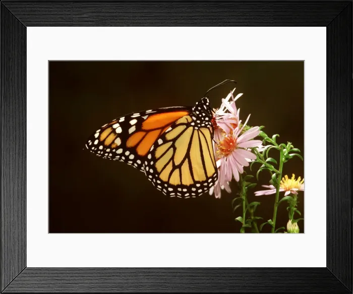 Framed Print : Wanderer / Monarch / Milkweed Butterfly Framed Print : Wanderer / Monarch / Milkweed Butterfly