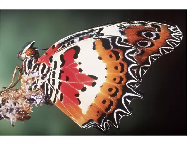 Malay Lacewing Butterfly